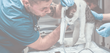 Delphi Platform Migration