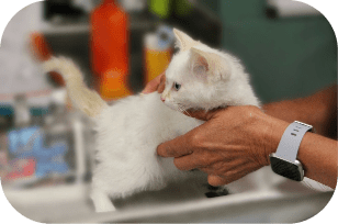 Veterinary Clinical System (Animal Healthcare)